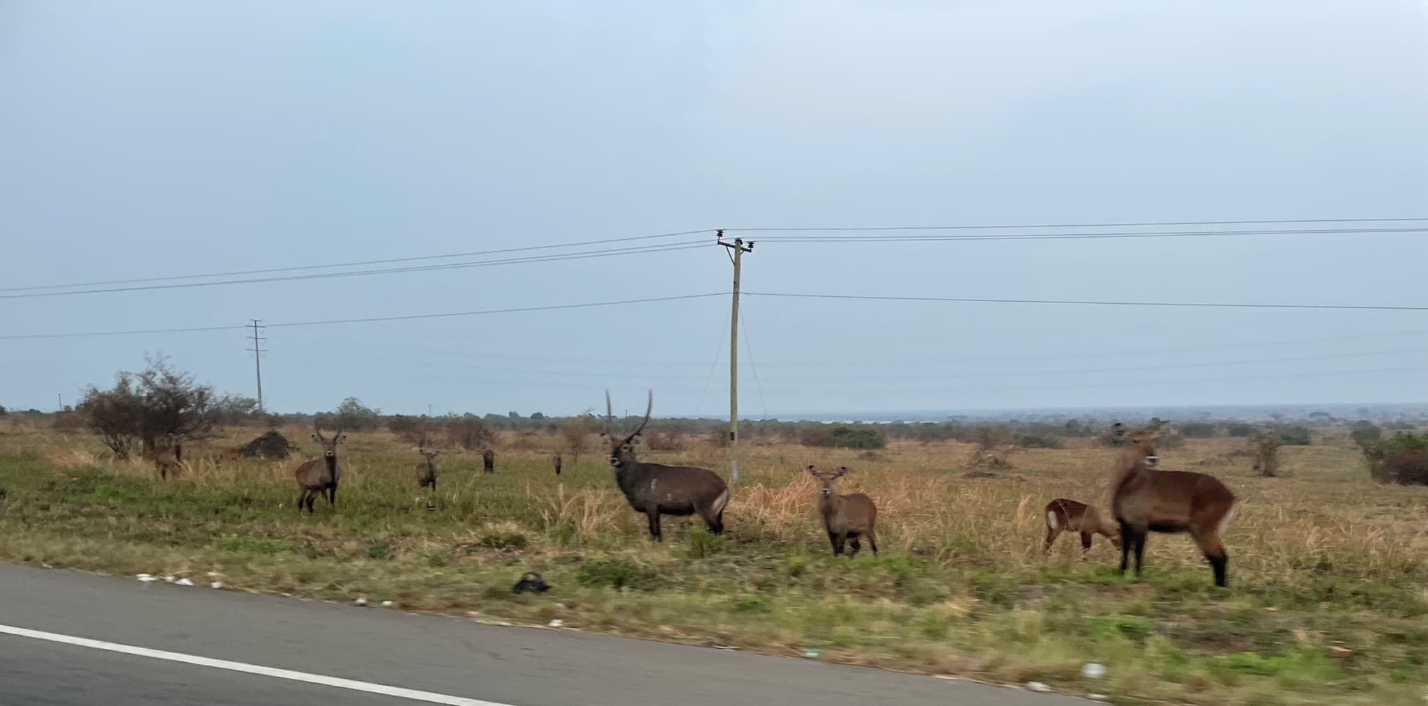 Antelope Classifier