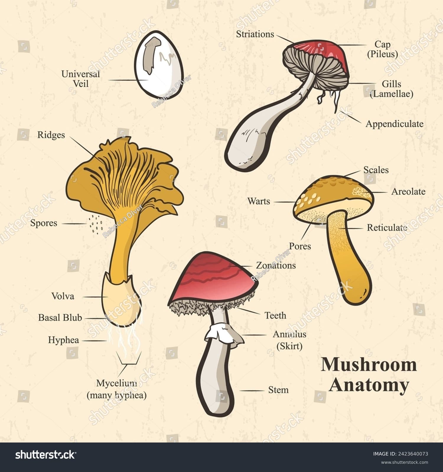 Binary Prediction of Poisonous Mushrooms